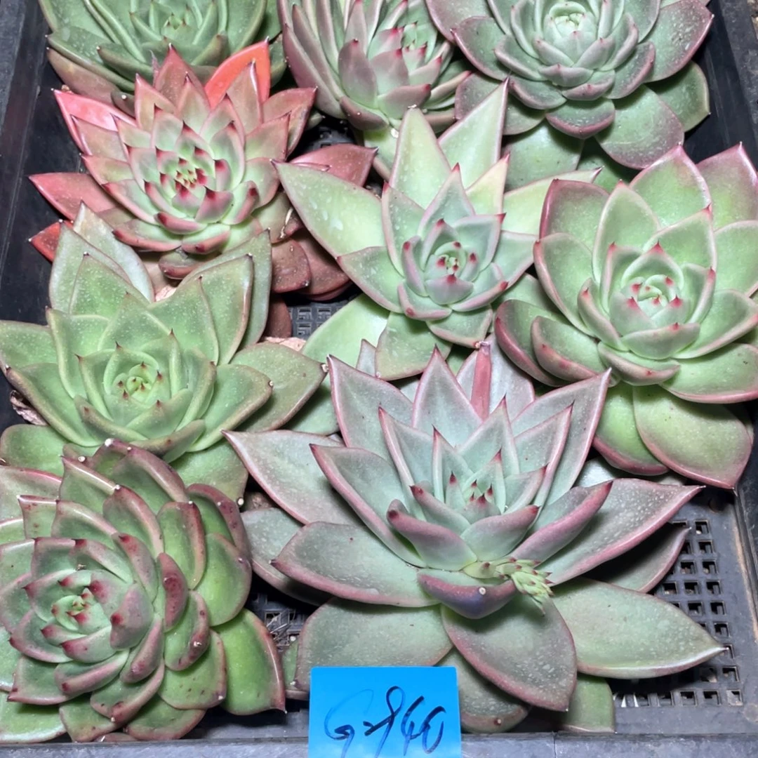 一筐特价福利不售后多肉2940
