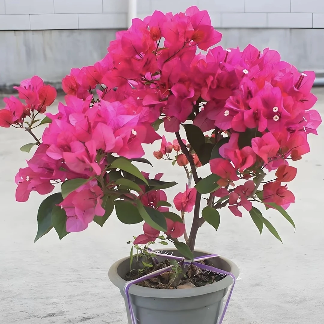 大苗【同安红】三角梅特别勤花阳台绿植四季开花植物