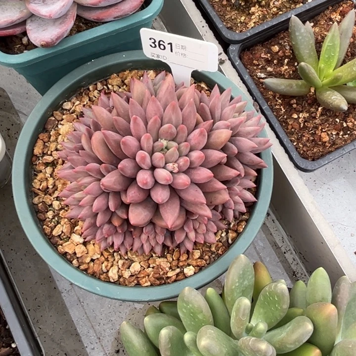 d***q红蜻蜓多肉植物361