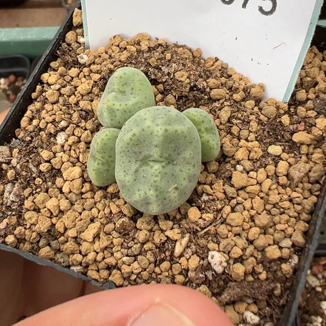淼*媛8-75肉锥多肉植物，