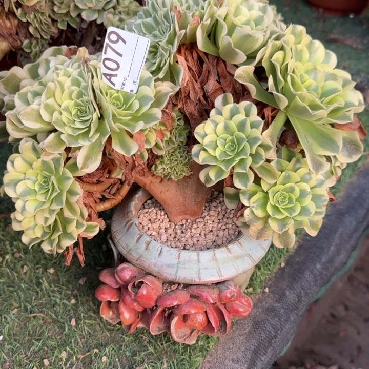 绿豆沙缀化法师了079