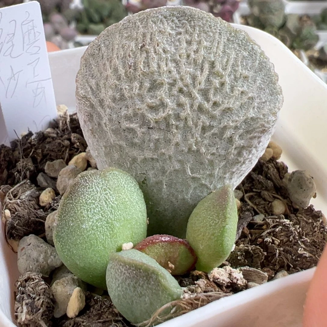 w绿磨砂蛋多肉植物水泡