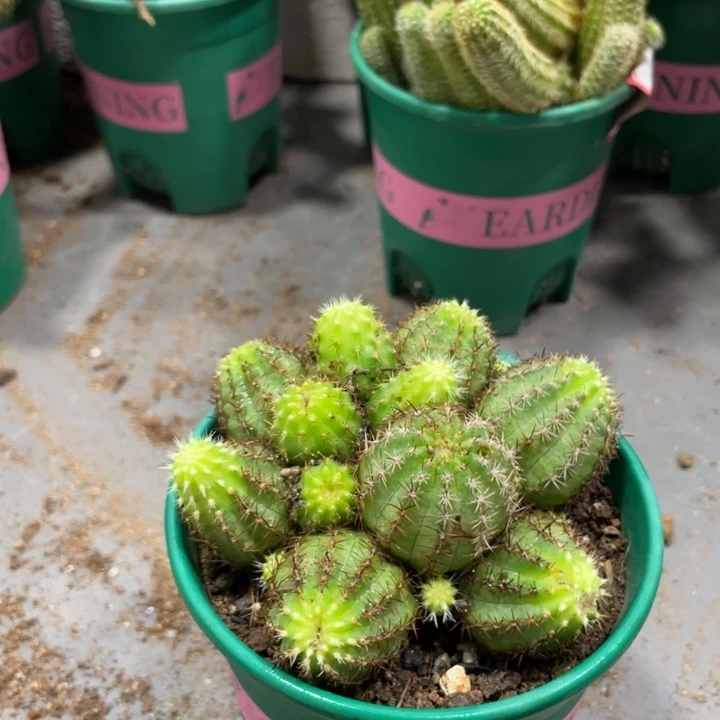 群生多头珍妮夫人白檀一杯