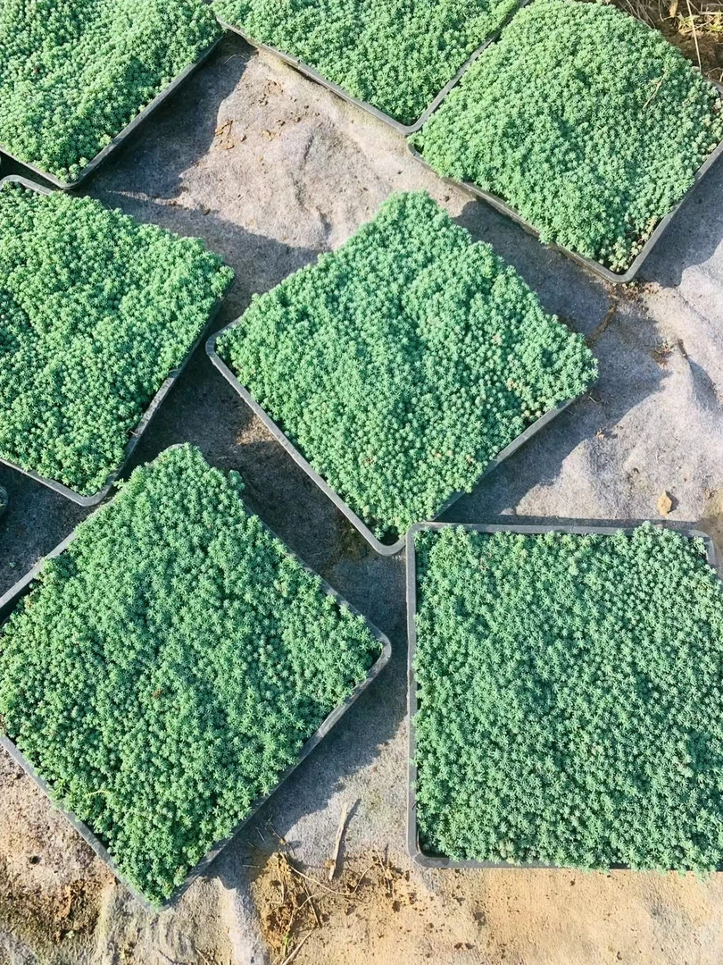 中华景天耐寒耐热庭院美化花镜搭配常用