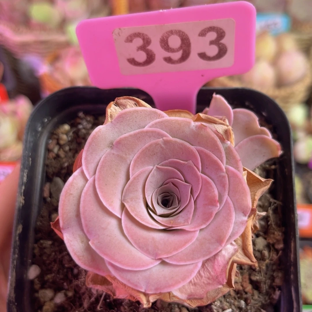绮梦晨光一物一拍393