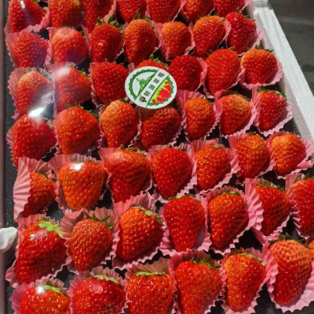 丹东九九红颜草莓2.8斤特大果