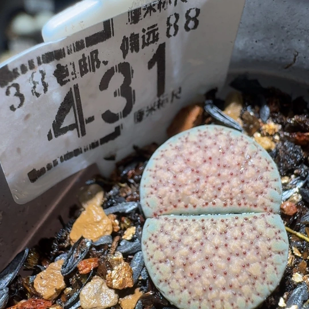 L***菁Sssss精品生石花431