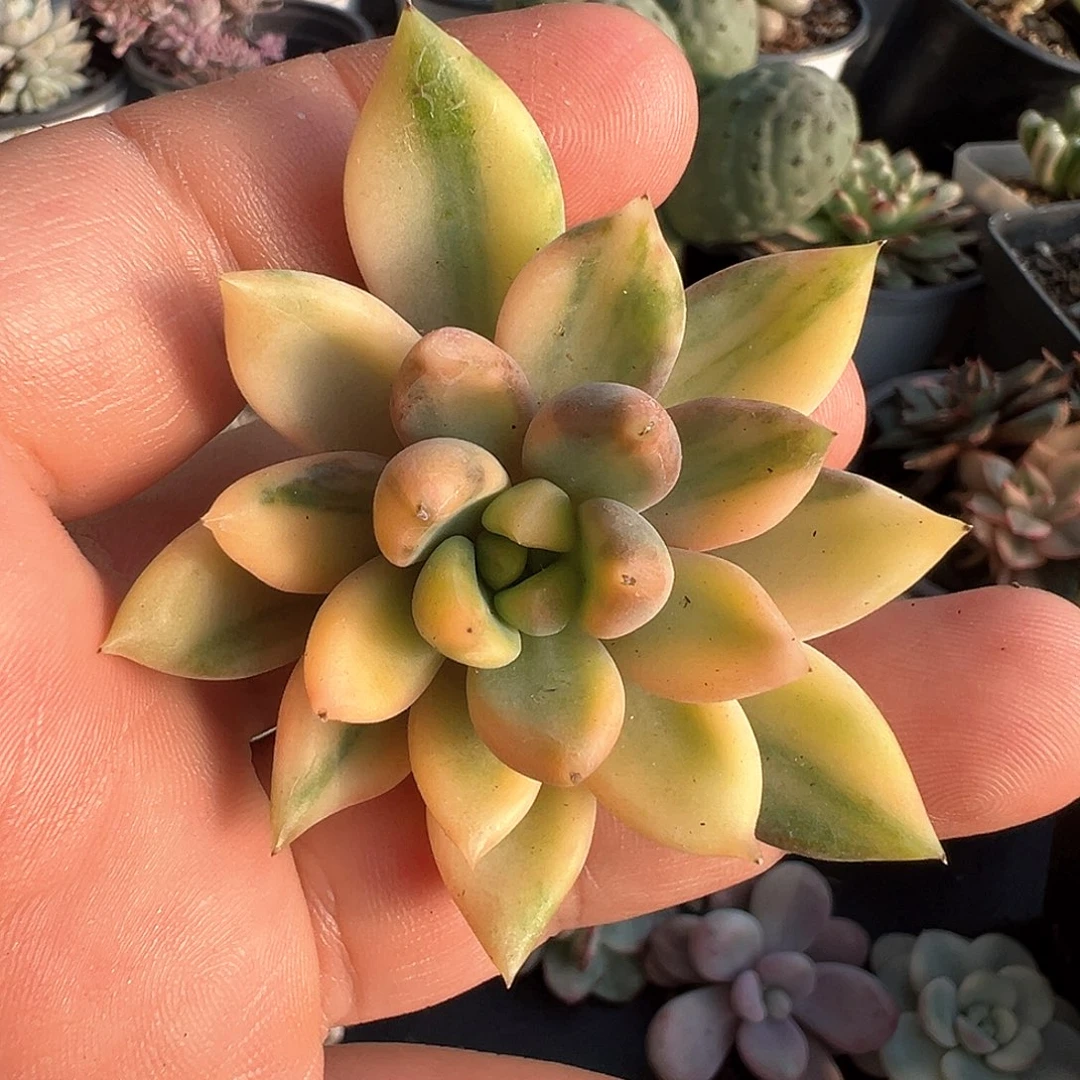 红象牙锦头盖 小方花圃一物一拍