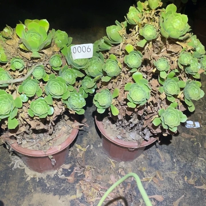 彝****制多肉植物法师6绿杨蓉两颗