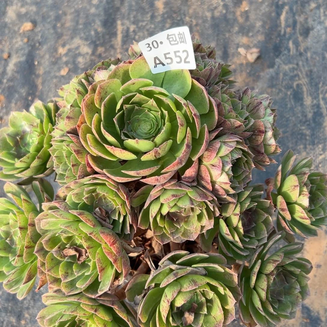 552 处理瑕疵多肉法师不包侧枝