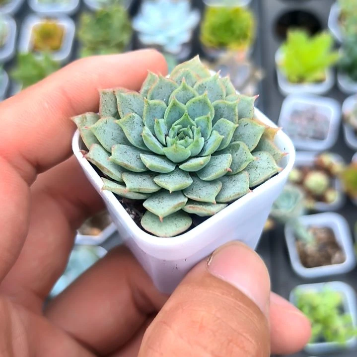 仙桃朱砂痣，满5元包邮