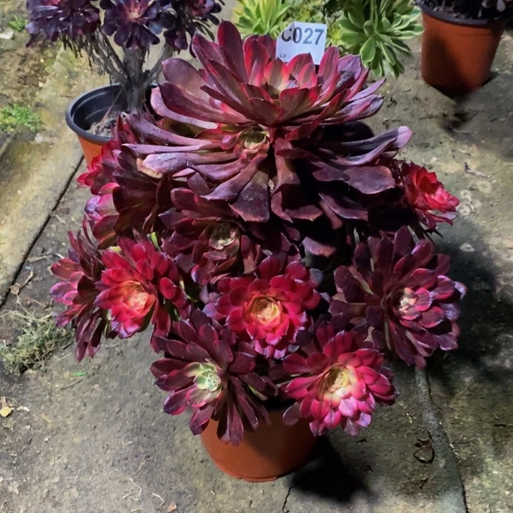 烟花多肉植物027