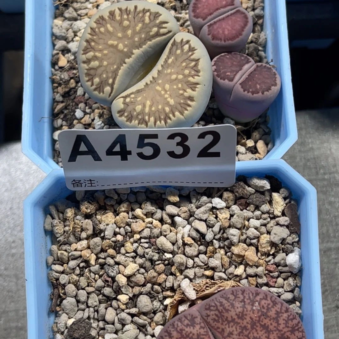 麻***烦45324472紫菊2酒红1菊1