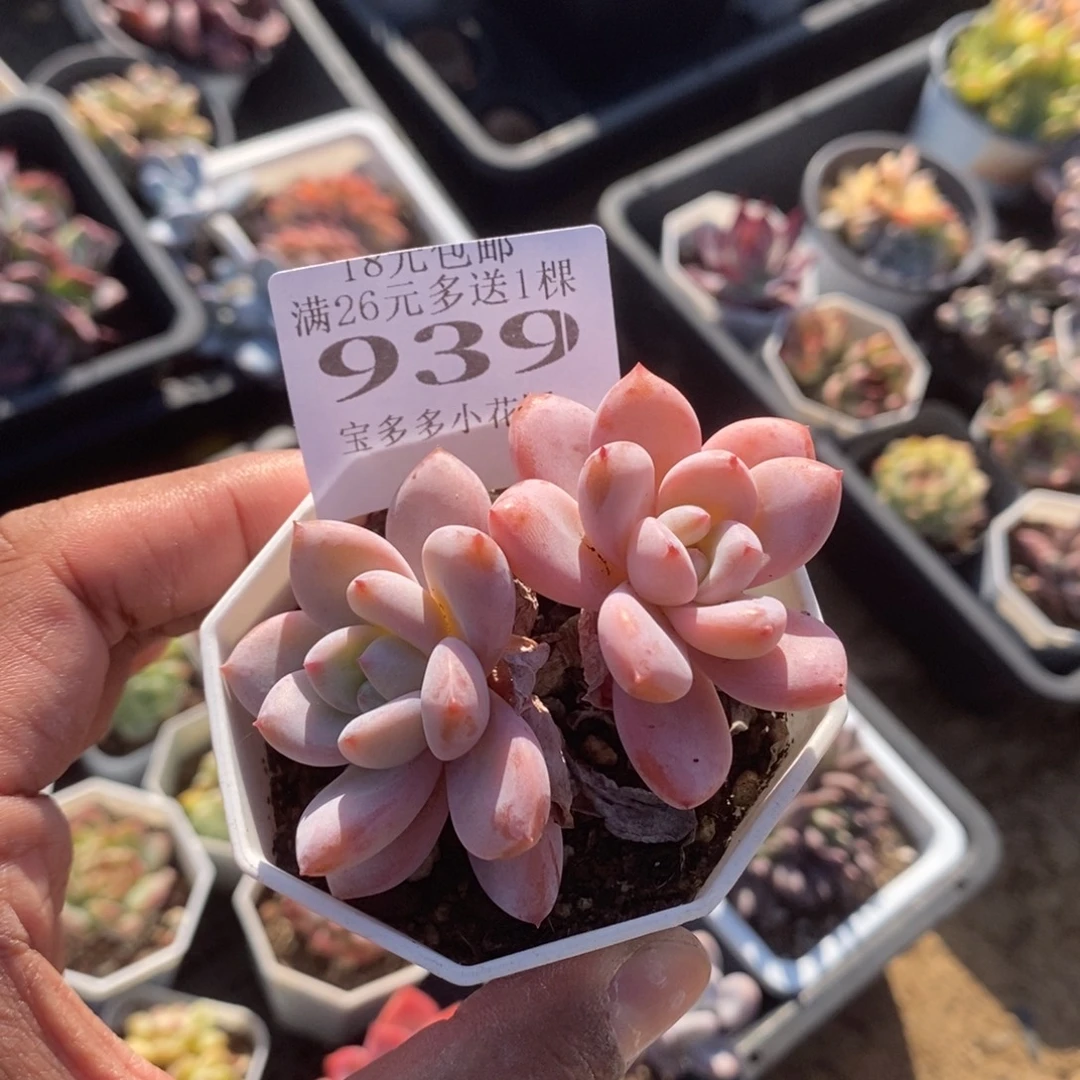 双头星星雪一物一拍满18包邮满26送一颗多肉