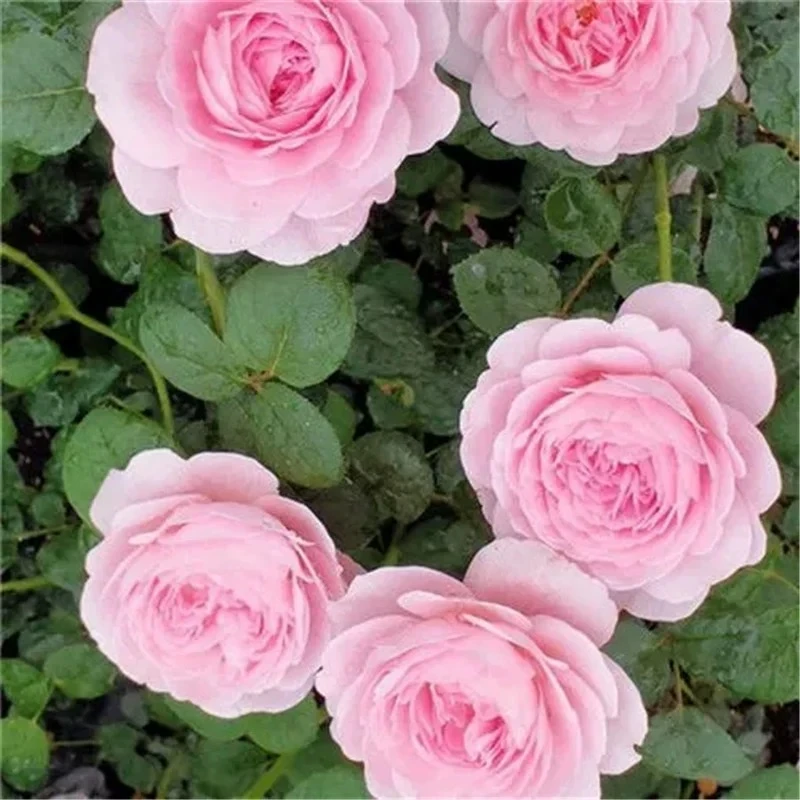 【我的心】月季墙微花树大苗花卉庭院四季开花藤本蔷薇玫瑰花盆栽