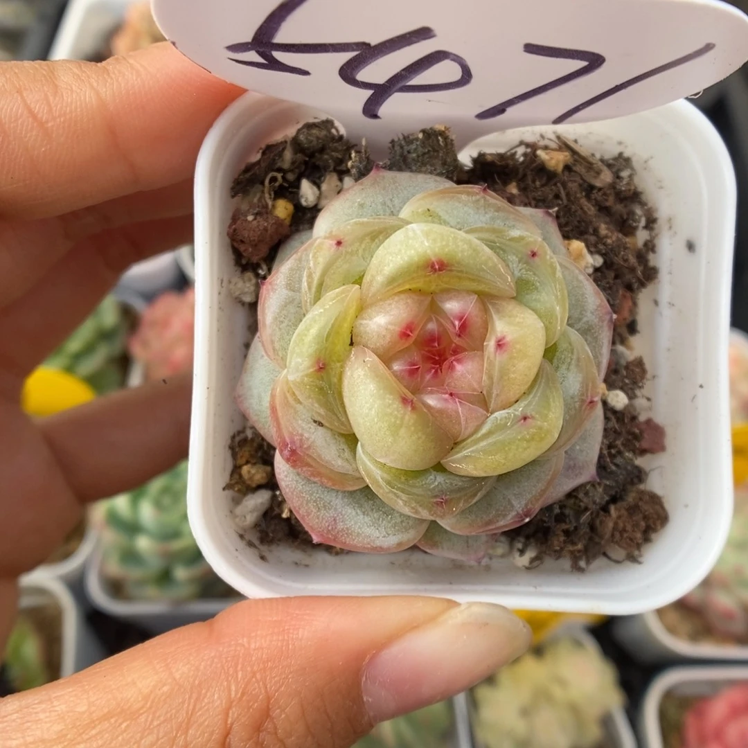 甜心可拍5471号。