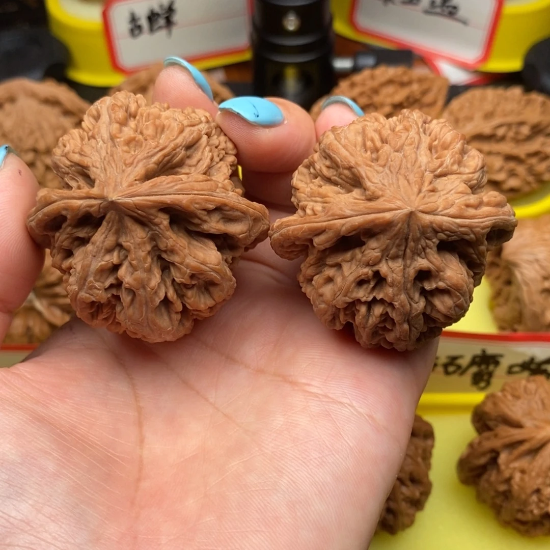 秀***场菩提籽类粗筋筋筋