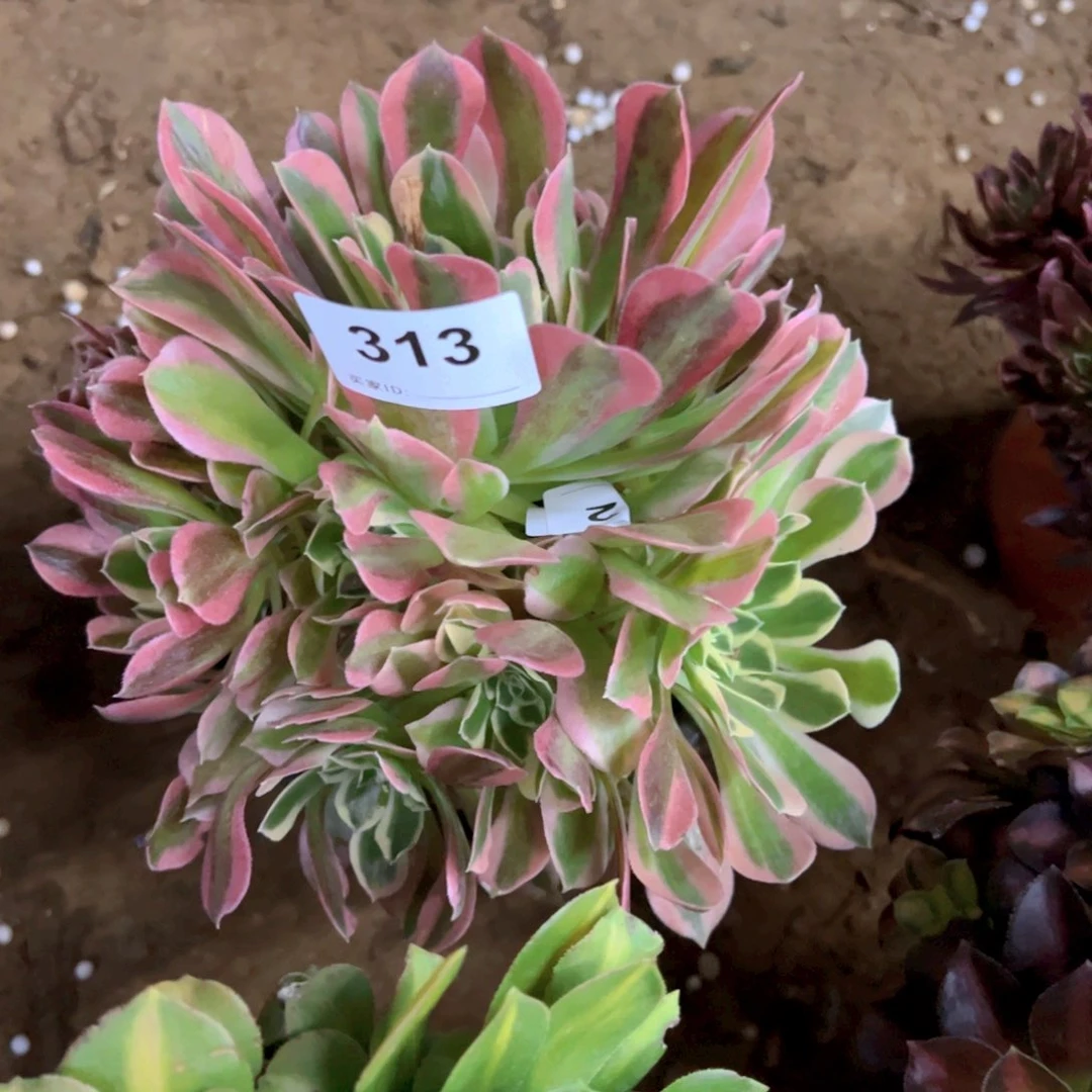 313雨花石多肉植物法师