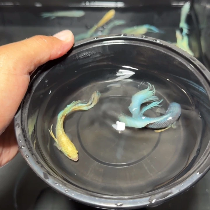 斗鱼直播间对图库存58