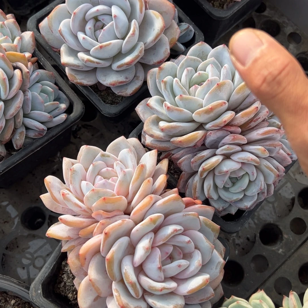 奶盖多肉多肉植物20