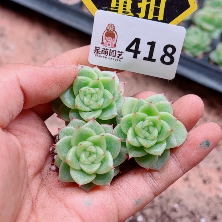 多肉植物多肉植物