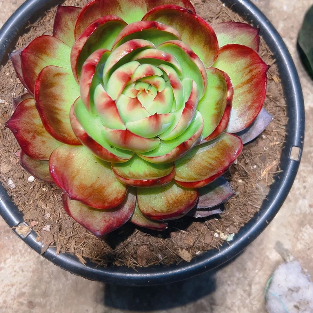 ღ***࿐惊红多肉23568999876544