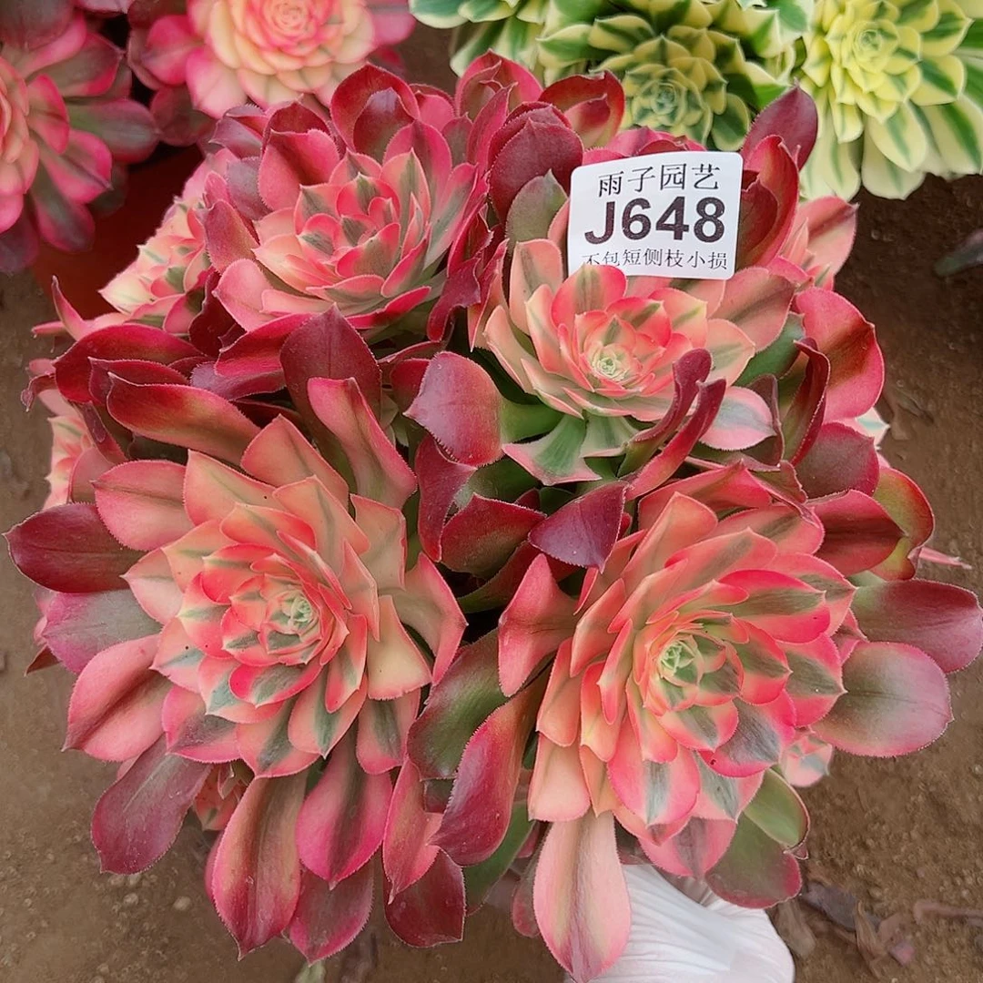 648香妃尺寸30左右