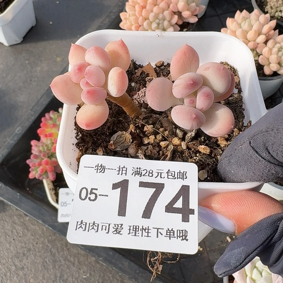 苹果奶无无盆土发货