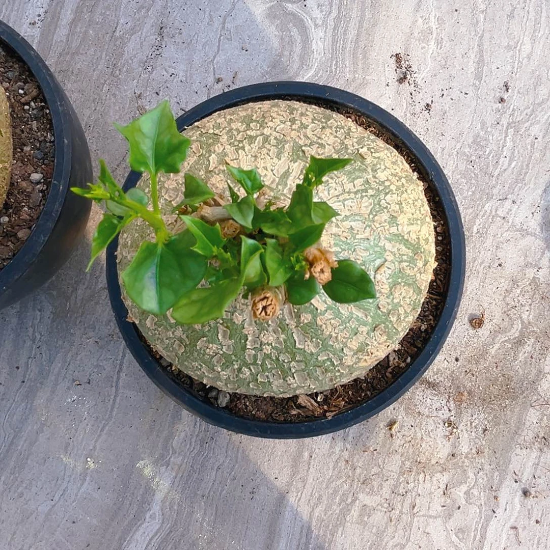 潮流植物银叶睡布袋矮胖款