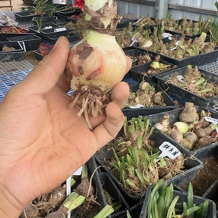 大乔朱顶红5左右一棵