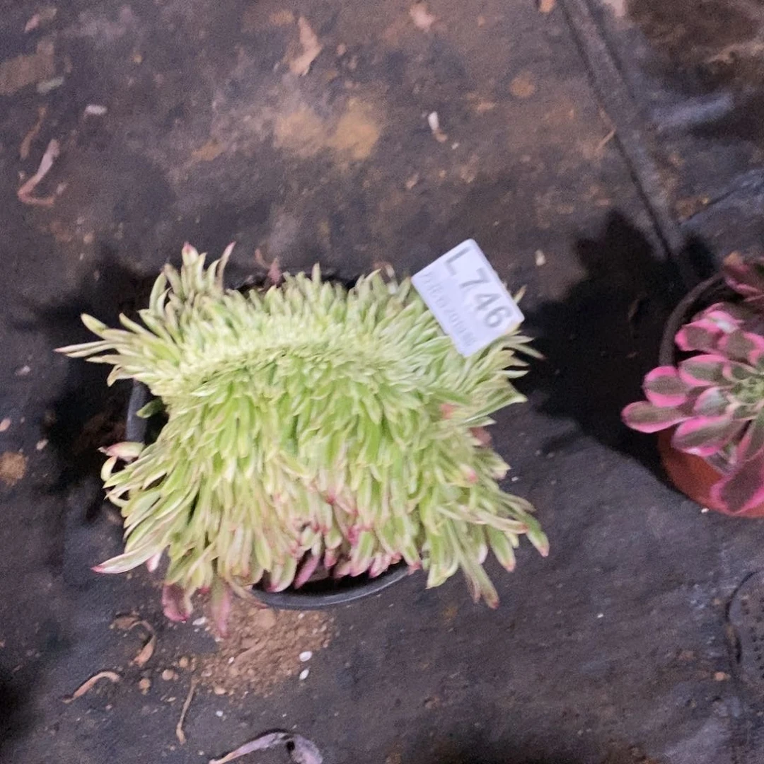 746金丝菊缀多肉植物