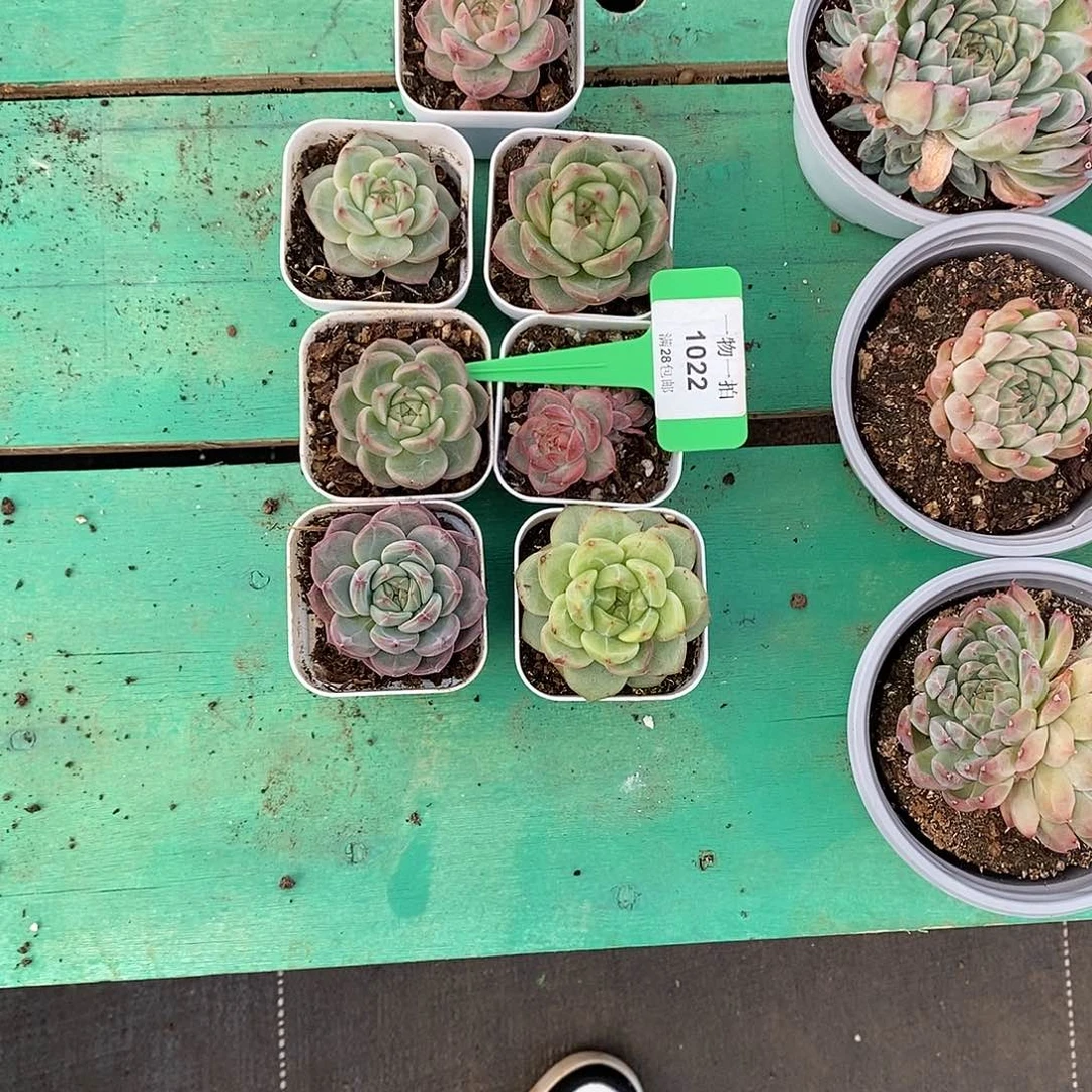 又***子1022。7颗。 发货。