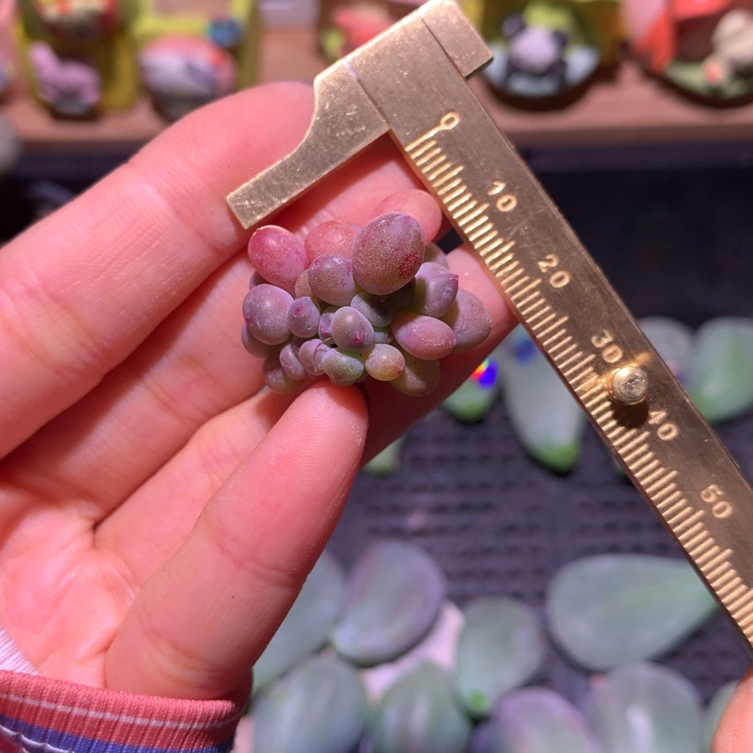 红宝石苹果小球球哦