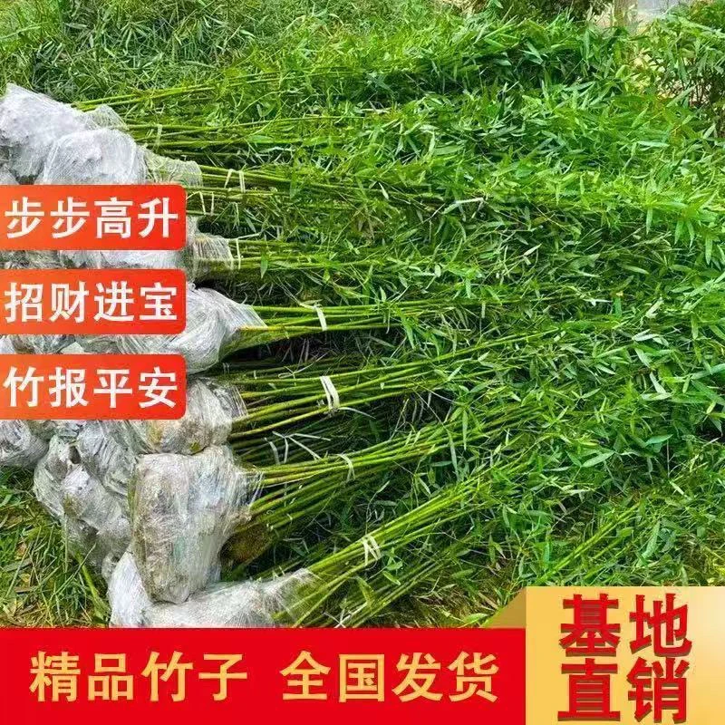 耐寒竹子苗庭院四季青竹苗紫竹苗盆栽篱笆竹苗地栽绿化苗别墅围墙