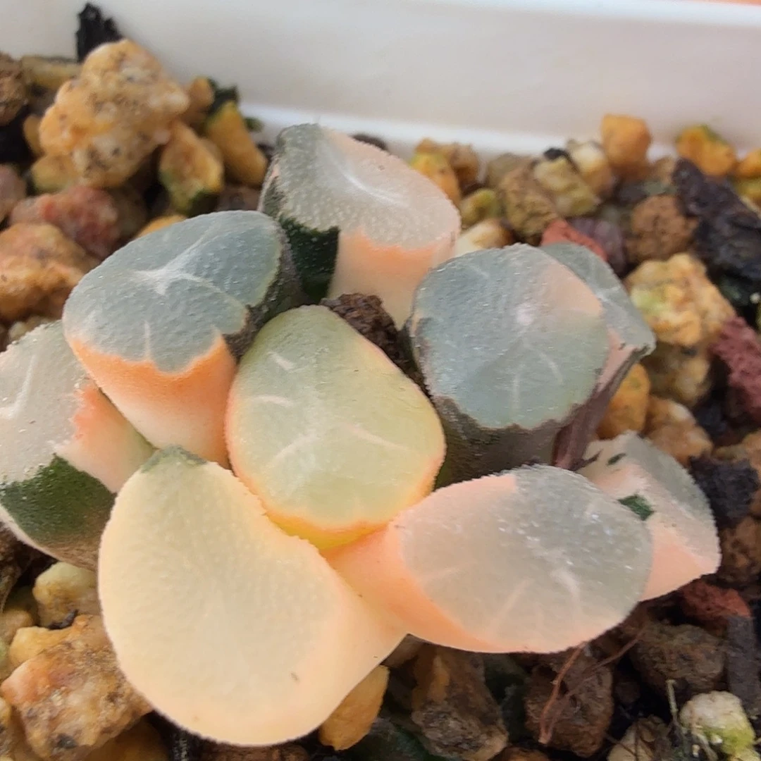 万象锦，多肉植物。