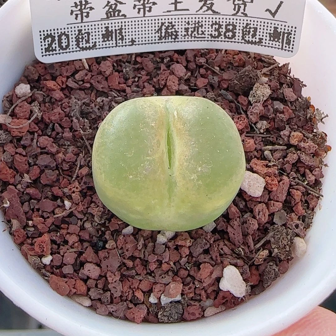 多肉0920--69毛汗尼