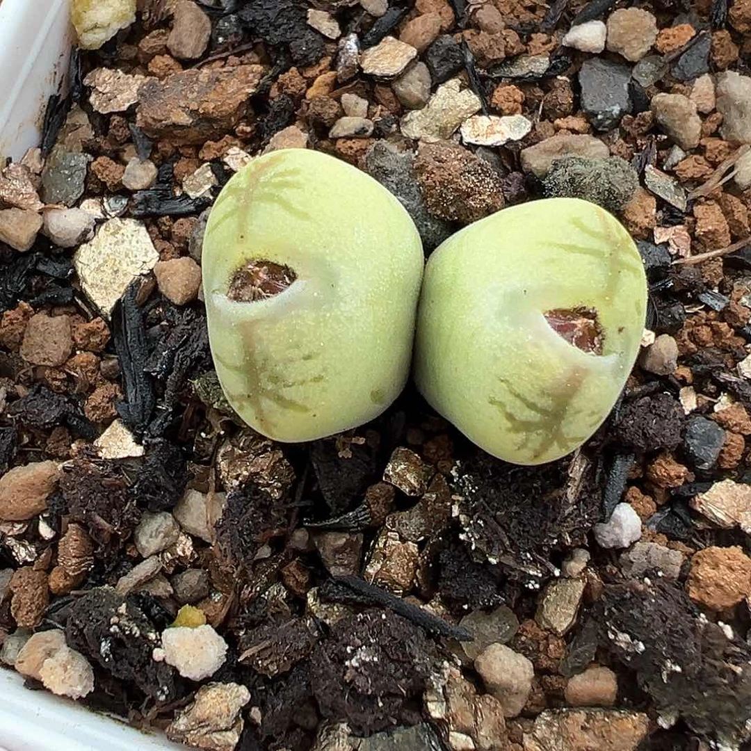 多肉肉锥 金丝猴双头