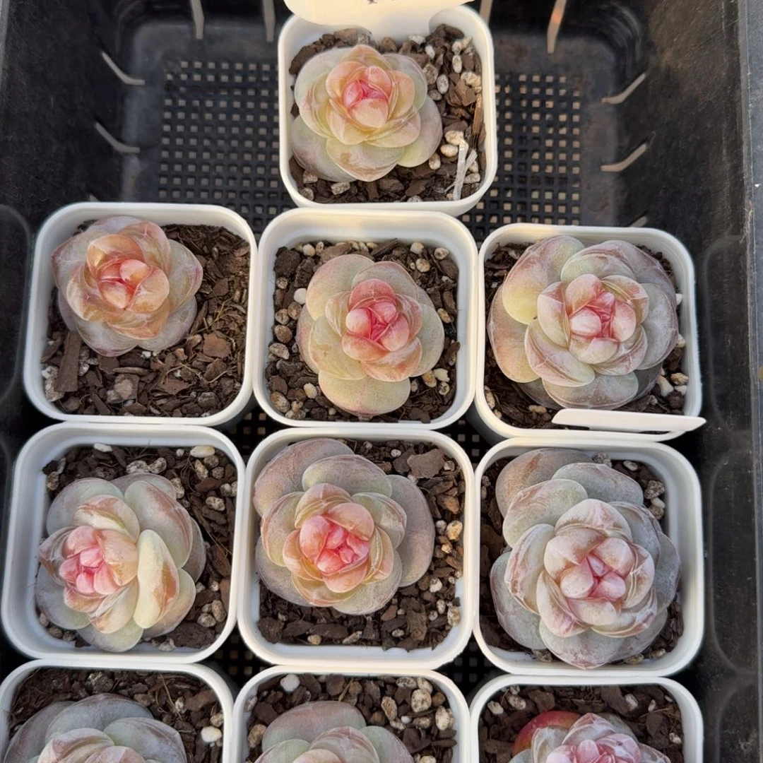 1208-026-果汁软糖一颗量拍