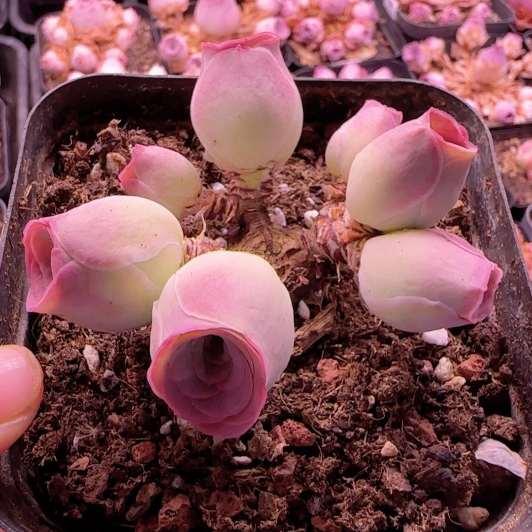 森***林半城玫瑰开播福利775