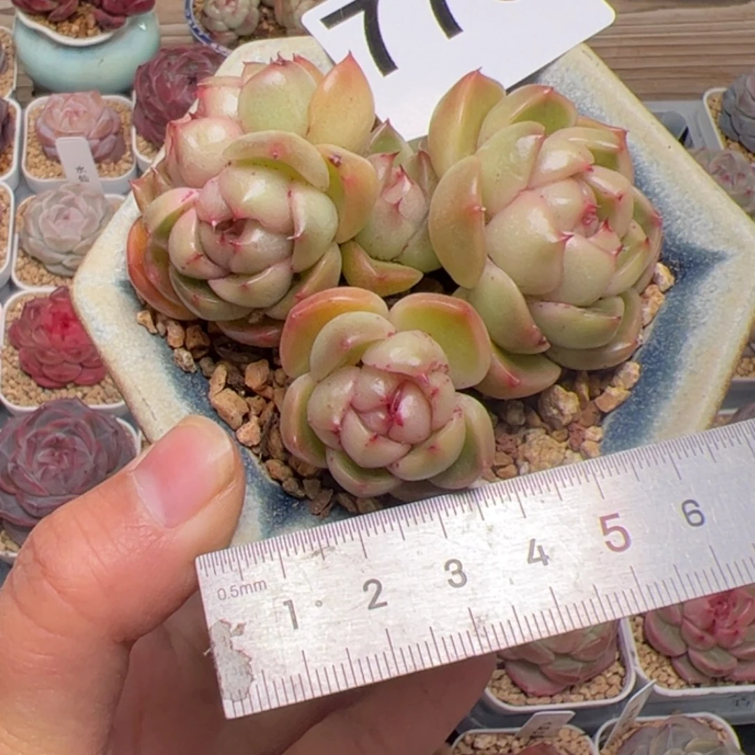 友****子773 多肉植物组合