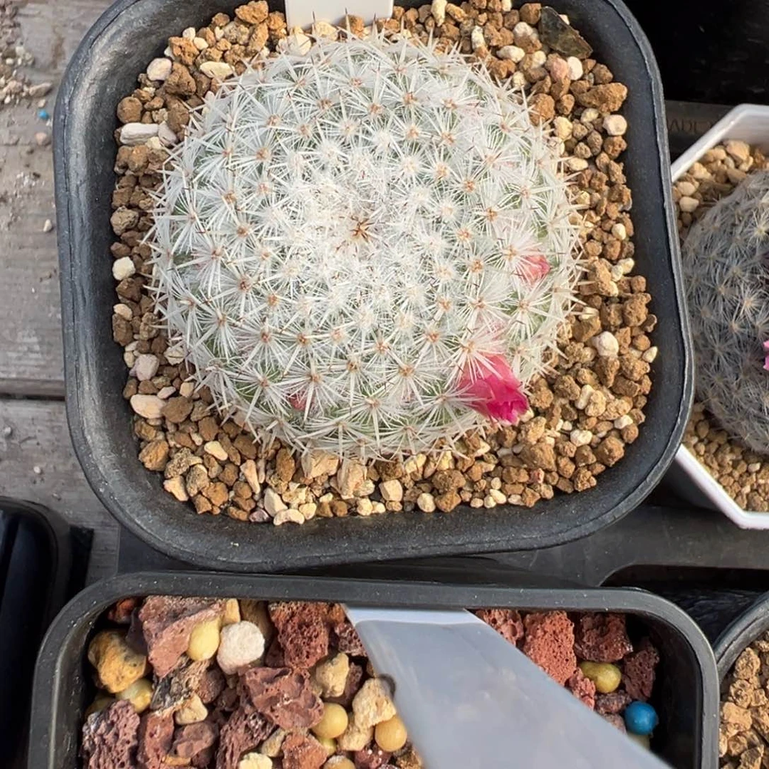 M***哥111实生根短刺希望丸多肉植物带盆土