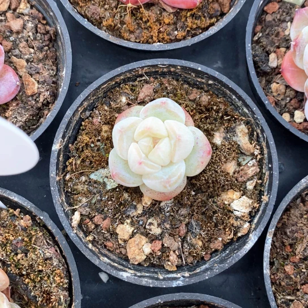 精品多肉一物一拍不包整269