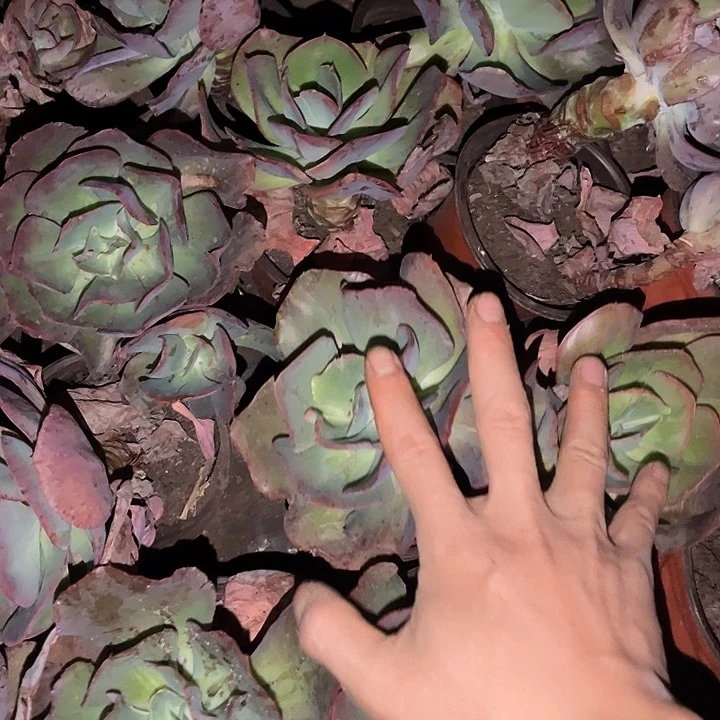 秀妍4棵9.99多肉植物