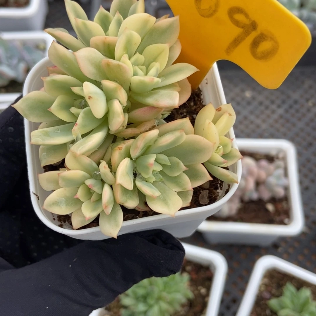 2090红化妆锦多肉植物保护