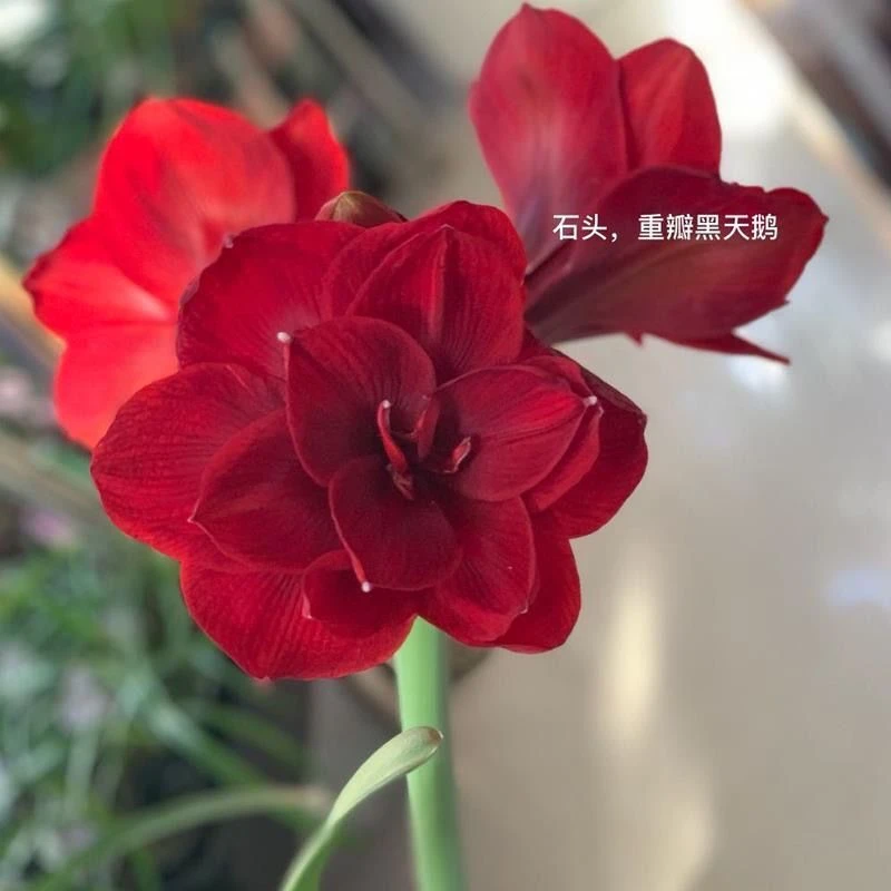 【黑天鹅】朱顶红种球5-6厘米