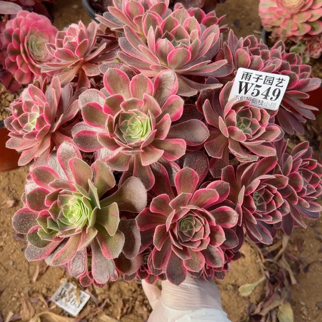 549浣纱尺寸28左右