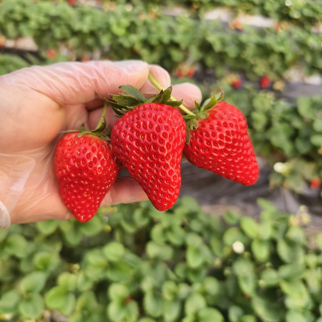 丹东久久特大果草莓红颜奶油新鲜现摘一斤装38.8元辽宁省