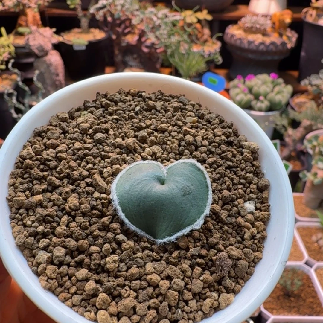 毛爱心074 仙人球