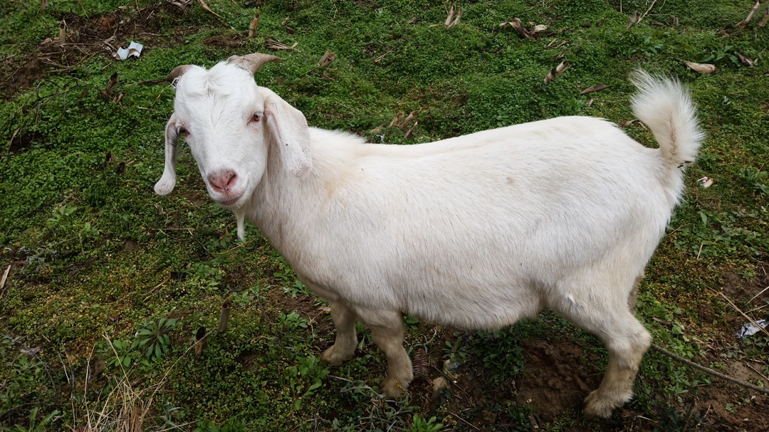 宜昌秭归高山正宗散养山羊鲜肉冷链包邮
