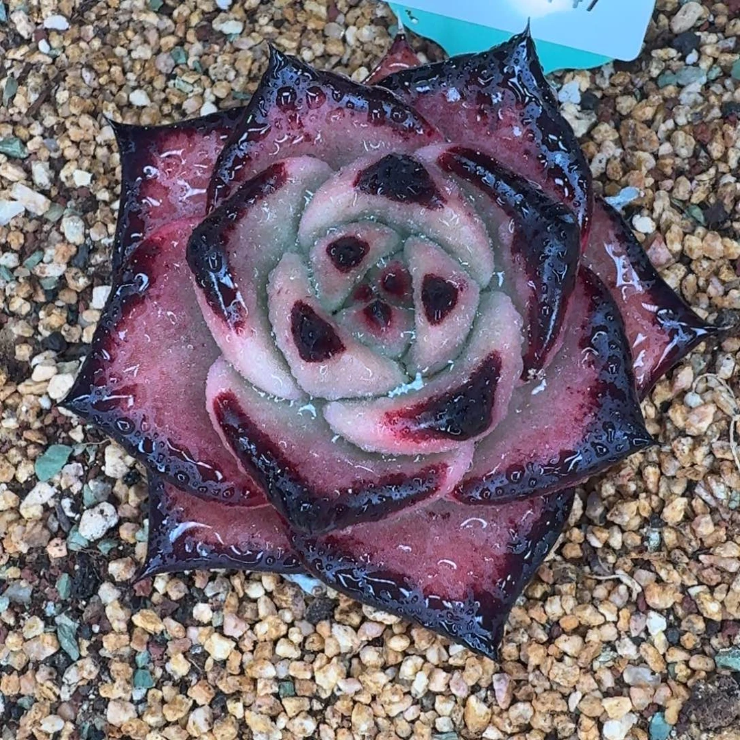 从前慢多肉精选编号1229.147